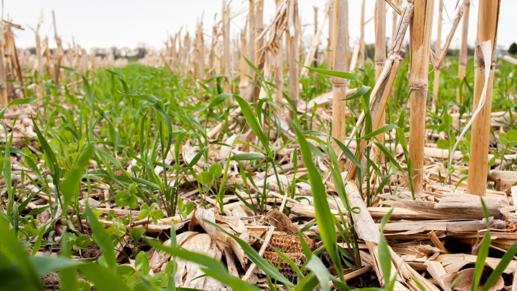 Field using cover crops method for sustainable agriculture