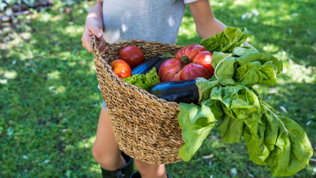 A person holding a wicker basket filled with fresh vegetables, including ripe tomatoes, eggplants, and a head of lettuce, standing outdoors in a garden or farm setting. The person, partially visible appears to be engaged in harvesting or carrying the produce.