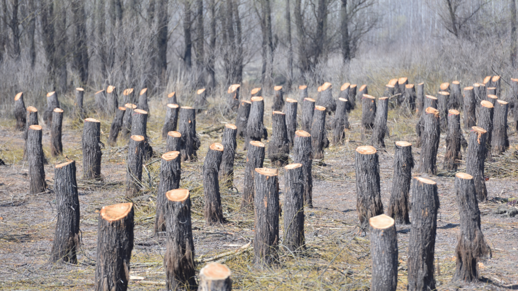 A landscape of numerous tree stumps in a forested area, indicating recent deforestation. The stumps are evenly cut and spread across the barren land, with a background of leafless trees, creating a stark and impactful image of environmental change.