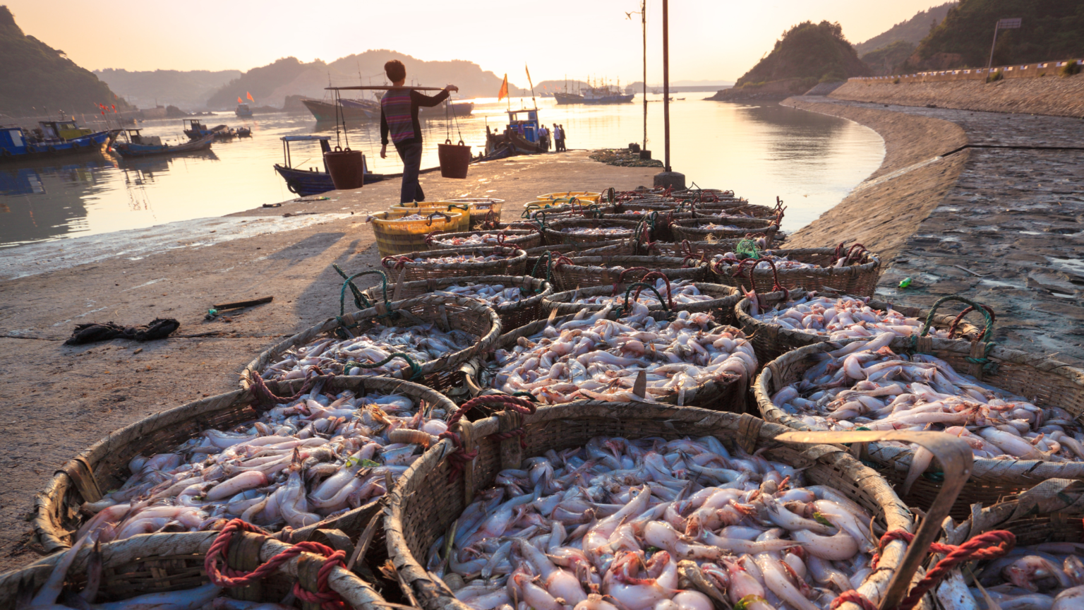 Fresh seafood from the fishery harbour in morning